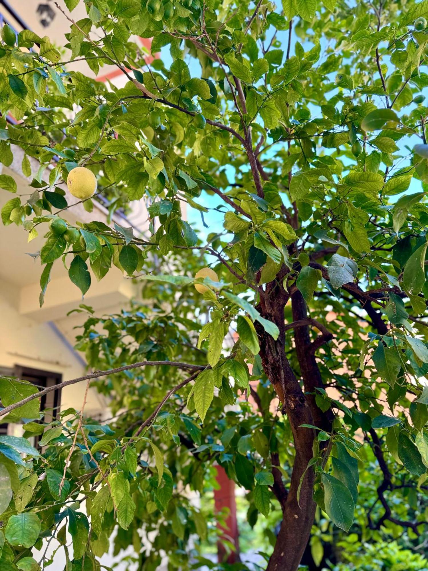 קוטור Harmony Garden Apartments מראה חיצוני תמונה
